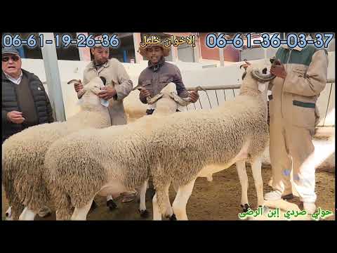 أبا طرة سلالة الصردي إلاخوان خليل ظهور أول على قناتنا لفحول  ملكيين أنوك 2025 فرجة ممتعة