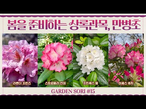 Four species of primroses that are green in winter and burst into bloom in spring | From color to...