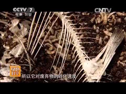 20150503 绿色时空  吃货虫 吞掉餐厨垃圾变财富
