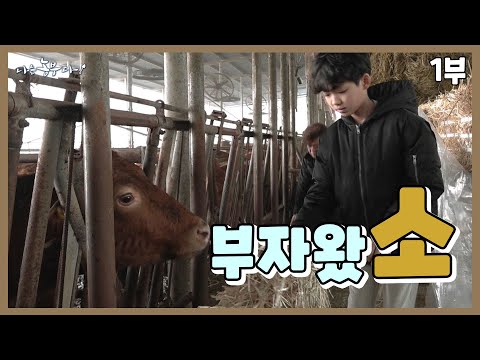 [나는 농부다 380회 1부] 소 키우랴? 삼형제 키우랴? '음메'한 하루