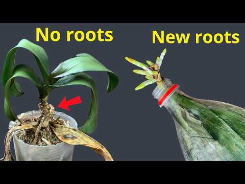 This Orchid Lost All Its Roots… Here’s What Happened