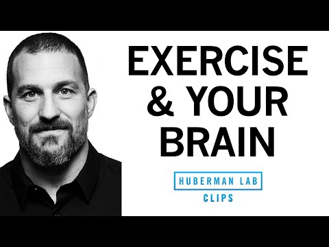 How Exercise Affects the Brain and Learning | Dr. Andrew Huberman