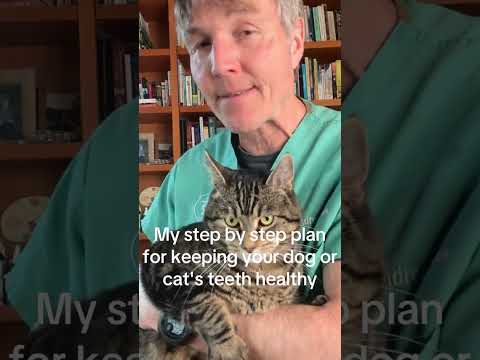 Your dog or cat need dental care but you can’t afford it? Free Home Remedies Pet Dental Webinar!