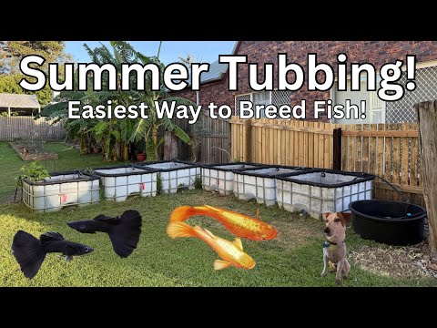 Outdoor Fish Breeding: My Complete Summer Tub Setup