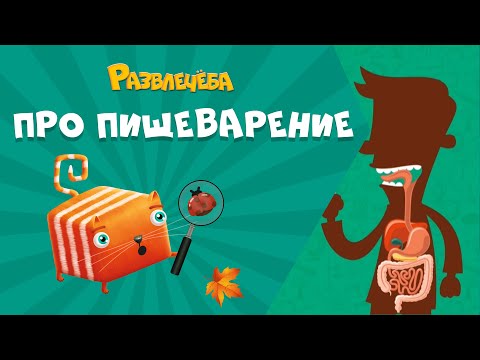 Развлечёба. Окружающий мир. Про пищеварение