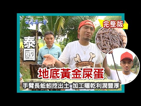 【泰國】地底屎蛋king size蚯蚓 加工洗禮變黃金（泰國蝴蝶王 古巴傑士那／酸辣蝦湯／壁虎壯陽料理／恐怖哭樹）｜《世界第一等》114集小馬完整版