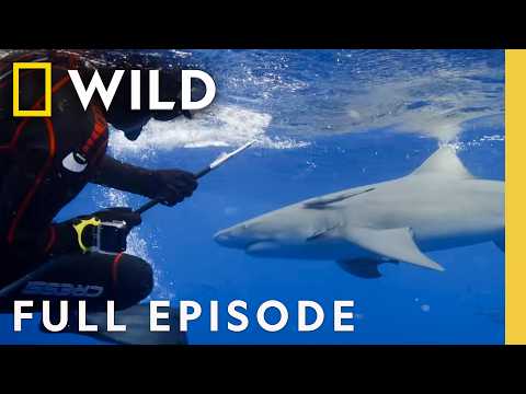 World's Biggest Bull Shark? (Full Episode) | Nat Geo Animals