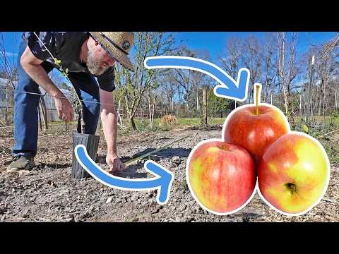 Planting an Apple Hedge (Right in the Middle of Our Garden!)