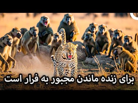 تنش‌زاترین لحظهٔ طبیعت: پلنگ در محاصره | مستند فارسی