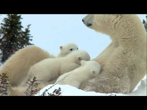 Das Abenteuer der Eisbärenkinder