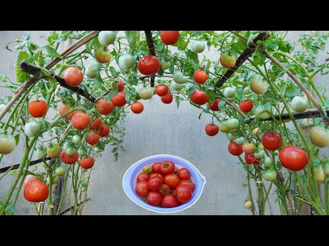 Tomatoes grow fast and have many fruits if you grow this method | Growing tomatoes from seeds
