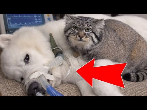 😭 Wild Pallas’s Cat Refuses to Leave DYING Dog! HE WON’T LEAVE HIM! 😱 Pallas’s Cat vs. ICU