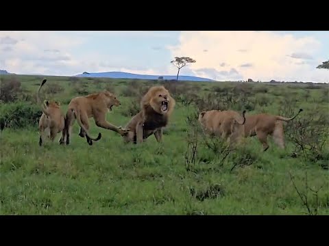 Male lion getting a beating from lionesses gets saved by his brothers