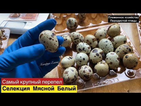 Вес инкубационного яйца перепела//Купить инкубационное яйцо Техасский мясной Белый перепел