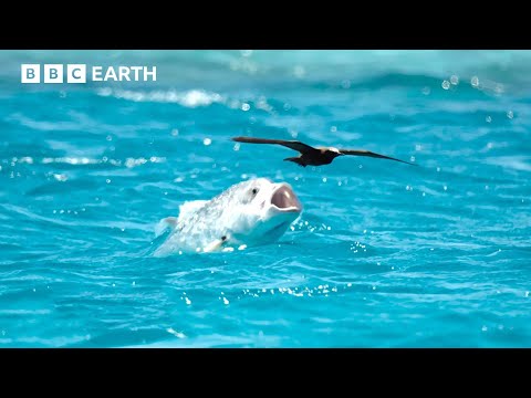 Animals Battling for Survival Narrated by David Attenborough | BBC Earth