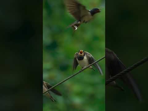 Miracle of Nature! #shorts