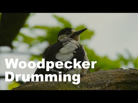 Head-Banging Woodpecker Drumming in an Ancient Oak Tree [#DawnChorusDay]