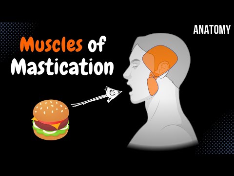 Muscles of Mastication (Origin, Insertion, Function) | Anatomy