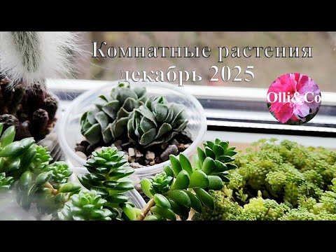 ОБЗОР. Мои КОМНАТНЫЕ РАСТЕНИЯ, ЦВЕТЫ  на Ю-В. МОЇ РОСЛИНИ, КВІТИ