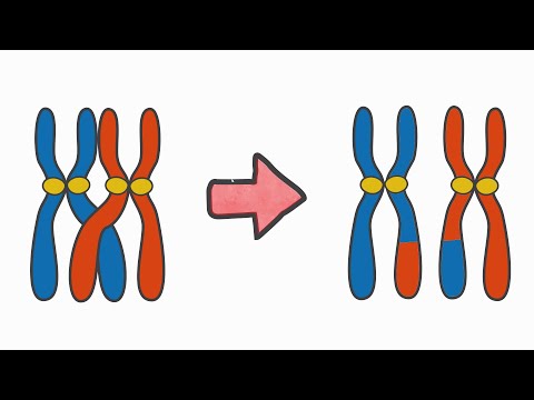 Evolutionary Algorithm for the Travelling Salesperson Problem (Genetic Algorithm)
