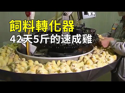 速成雞是激素雞嗎？養殖過程告訴你答案