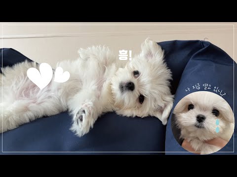 주사 맞고 삐진 아기 강아지