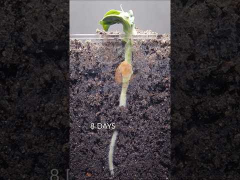 Pea growing underground