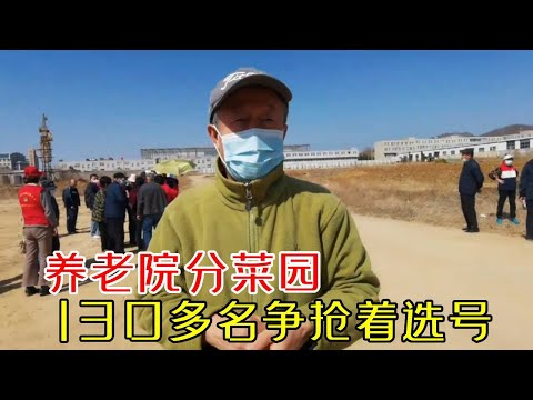 养老院分菜园给老人们种，130多名争抢着选号，年纪最大的有87岁！【小徐带您看养老】