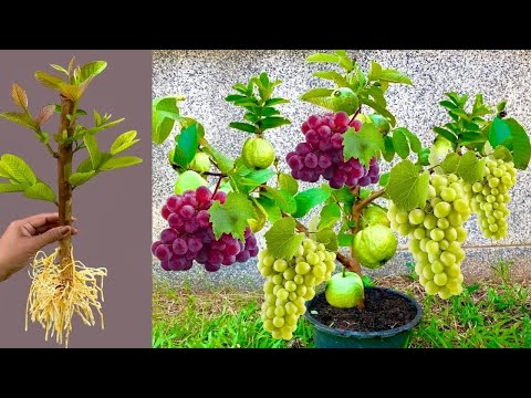 🔴LIVE: Easy way to propagate guava trees with grapes​ fruit to produce fruit quickly