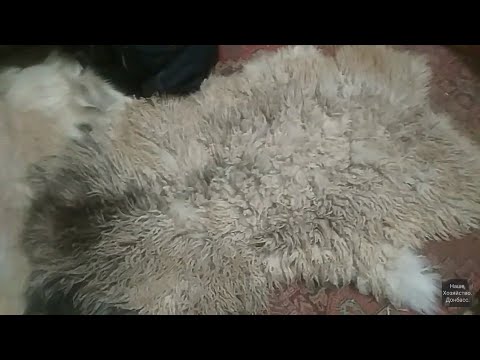 Sheepskin tanning, part 2.