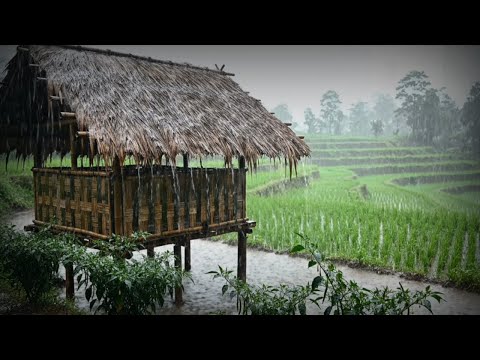 “Cozy Rain on Window • Sleep Fast with Gentle Rain Sounds” by AZM Rain