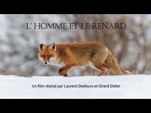 L'HOMME ET LE RENARD - Film officiel 2024