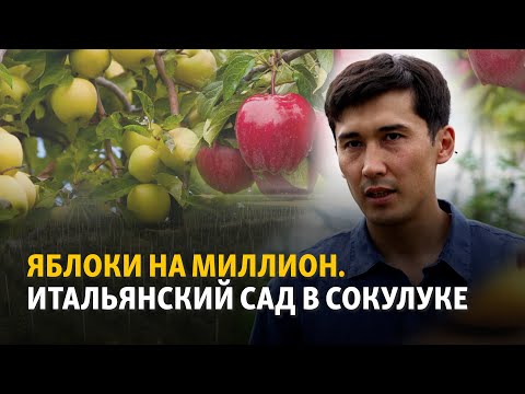 Как в Кыргызстане стать крупным экспортером яблок?