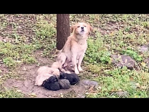 Abandoned, trembling mother tries to use her body to protect 8 young children in heavy rain