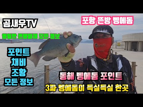 30급 벵에돔이 바글바글한 포인트 영일만 물막이 방파제의 모든 정보, #조황정보#배편#배시간#진입방법#낚시방#편의점#밑밥#미끼#채비 #곰새우tv #카멜레온찌 #벵에돔 #벵에돔포인트