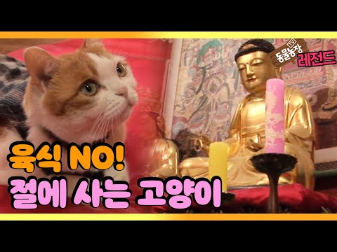 [TV 동물농장 레전드] 불공을 드리는 고양이 ‘불심 깊은 해탈이’ 풀버전 다시보기 I TV동물농장 (Animal Farm) | SBS Story