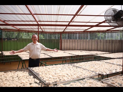 你吃过真材实料的虾饼吗？在太平一家老字号 文利虾饼 l 这才是真材实料的虾饼！！必吃美食
