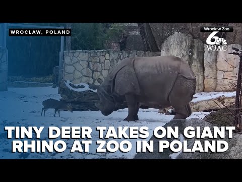 CAUGHT ON CAMERA: Deer vs Rhino at Polish zoo