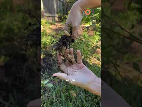 First Peanut Harvest #peanuts #growyourownfood #kitchengarden #gardeningideas