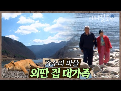 매일 강을 건너는 노부부의 외딴 집. 그곳엔 3대 가족과 동물 식구가 살고 있다 🌿 | 동강의 봄날 | KBS 인간극장 2011 방송