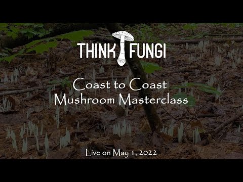 Lacto-Fermented Mushrooms (feat. Chef Lori McCarthy)