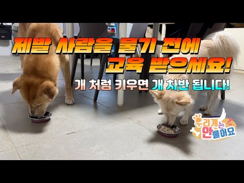 🔥단지가 🤬으르렁 거리고 물려고 하는 이유? 개 처럼 키우면 사람 무는 개가 됩니다 #강아지으르렁 #강아지입질 #강아지만지기 #강아지양육법 #개키우는법 #우리개연구소