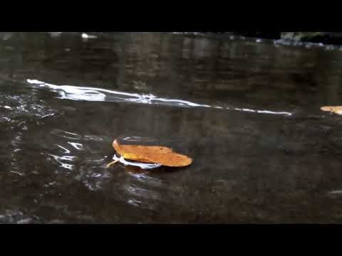 A drone in memory of Paul Schreiber 032525