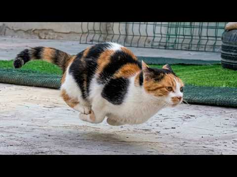 This Is the Funniest Cat You’ll See Today 😂 30 Minutes of Laugh