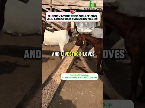 Top 3 Livestock Feed Solutions All Farmers Need #semanhyiafarms #goathusbandry