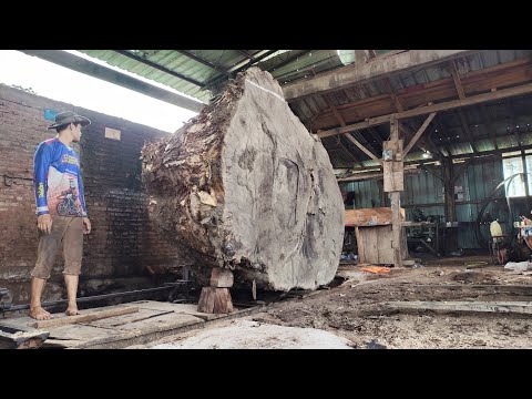 The process of cutting giant tree stumps into wood slabs 