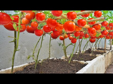 [Gardening] How to Grow Ultra Productive Tomatoes Plant Once, Harvest All Year – Here's the Secret!