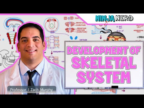 Embryology | Development of Skeletal System