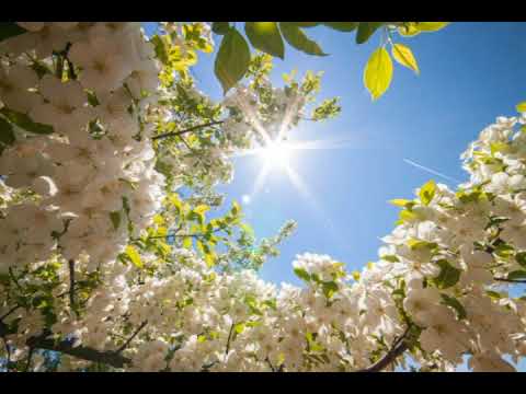 Хочи Мирзо хурони чанати