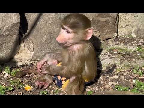 Ночь прошла спокойно, мы вынесли Маню на руках погулять на солнышке в вольере!